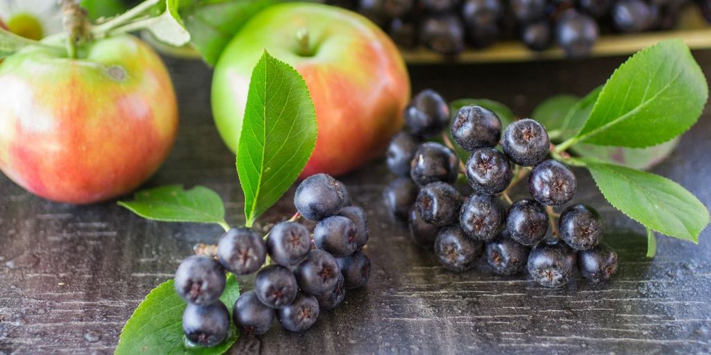 Aronai Beeren